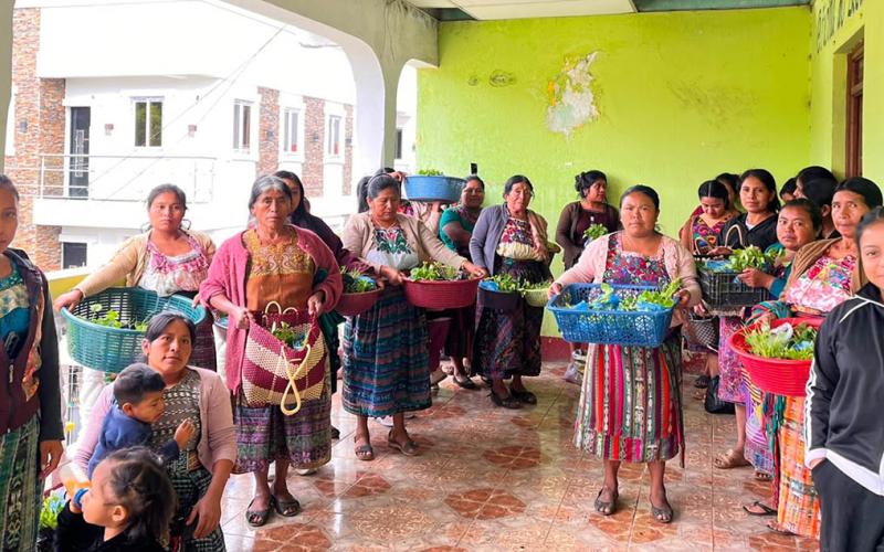 Entregan 64 mil plántulas para fortalecer huertos familiares en Totonicapán