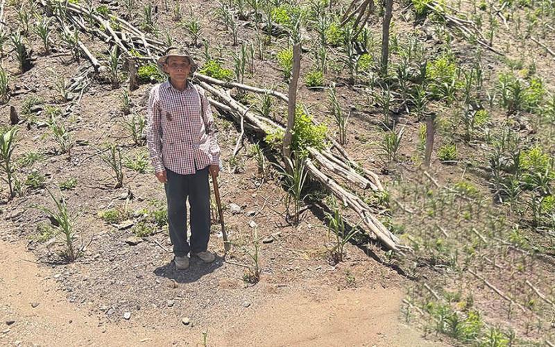 Evalúan daños por sequía en parcelas de Zacapa