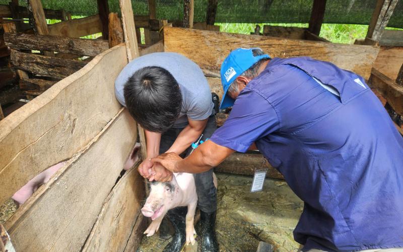 Realizan acciones preventivas por la sanidad porcina