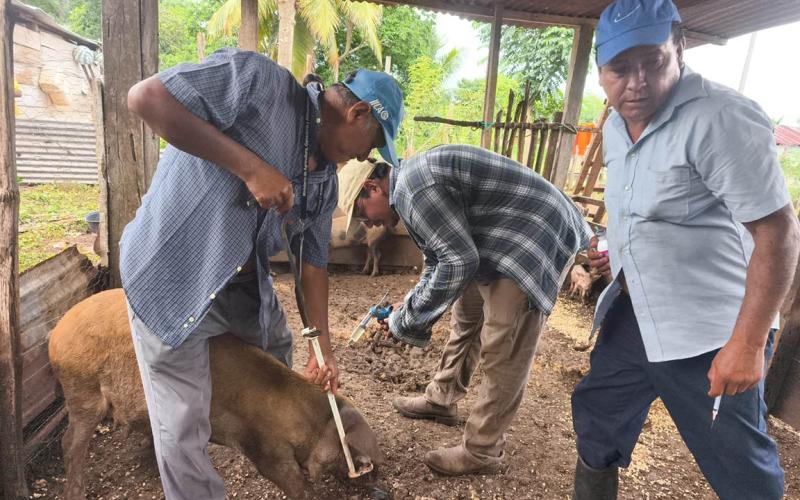 Fortalecen sanidad porcina en La Libertad, Petén