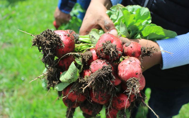 Hortalizas de crecimiento rápido, una alternativa para fortalecer los huertos familiares
