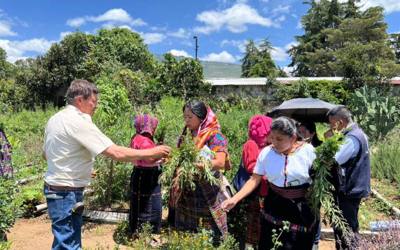 Delegación de Sololá conoce modelo para implementar jardines de plantas medicinales