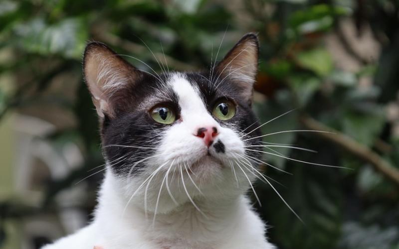 ¿Conoces sobre la panleucopenia en gatos?