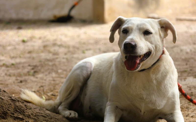 Prevenir el abandono es responsabilidad de todos