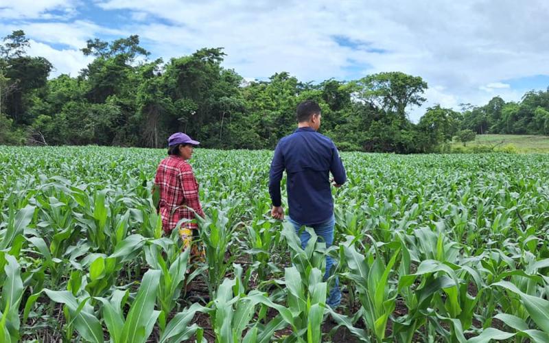 Productores de Las Cruces mejoran el manejo de sus cultivos de maíz