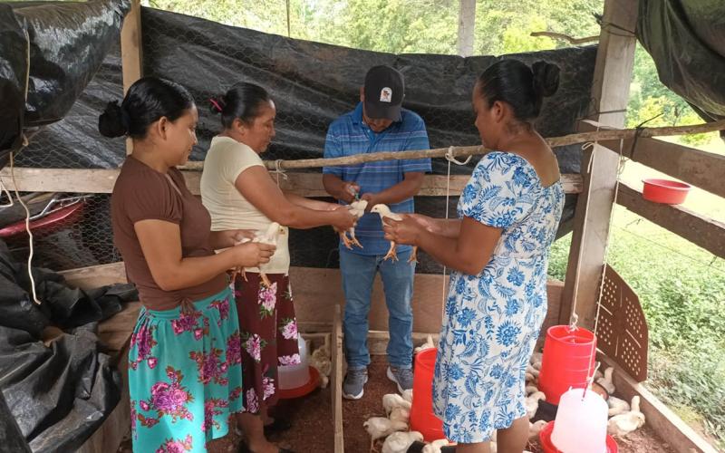 Se brinda seguimiento técnico a la entrega de pollos de engorde en Petén