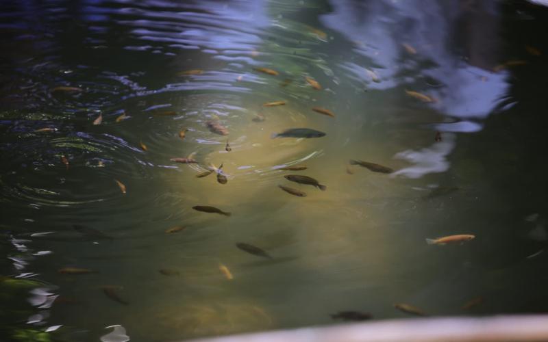 MAGAcciones: Más de 1000 familias beneficiadas con la entrega de tilapia