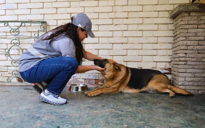 Un amor fiel tiene cuatro patas