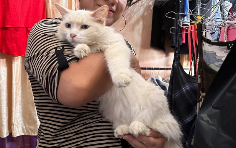 Cada gato merece una vida segura y llena de bienestar