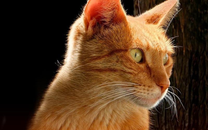 8 de agosto | Día Internacional del Gato