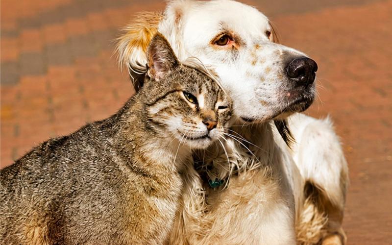 17 de agosto | Día Internacional del Animal Sin Hogar