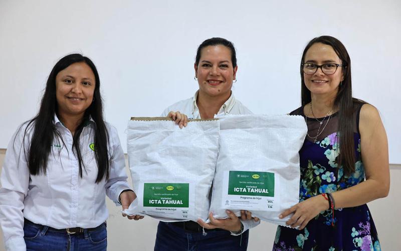 Liberan nueva variedad de frijol ICTA-Tahual que fortalecerá la productividad y nutrición