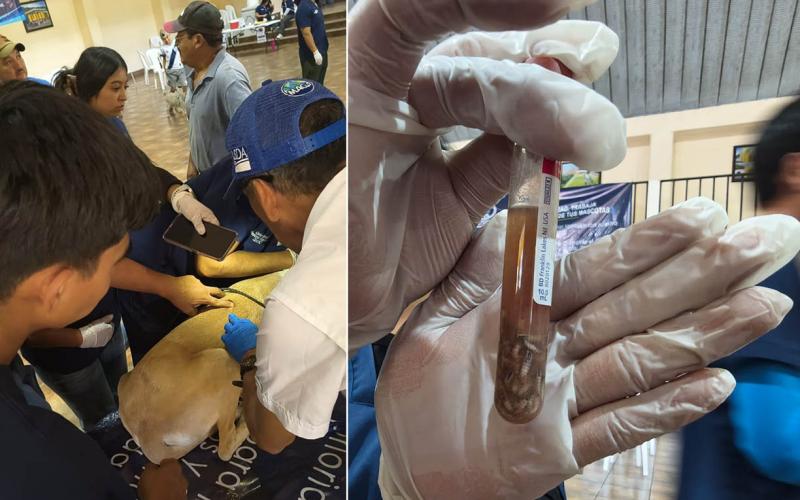 Animales de Santa Catarina Barahona reciben atención veterinaria 