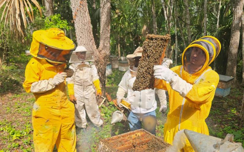 Asistencia técnica beneficia la sanidad de 3693 colmenas durante primer semestre de 2026