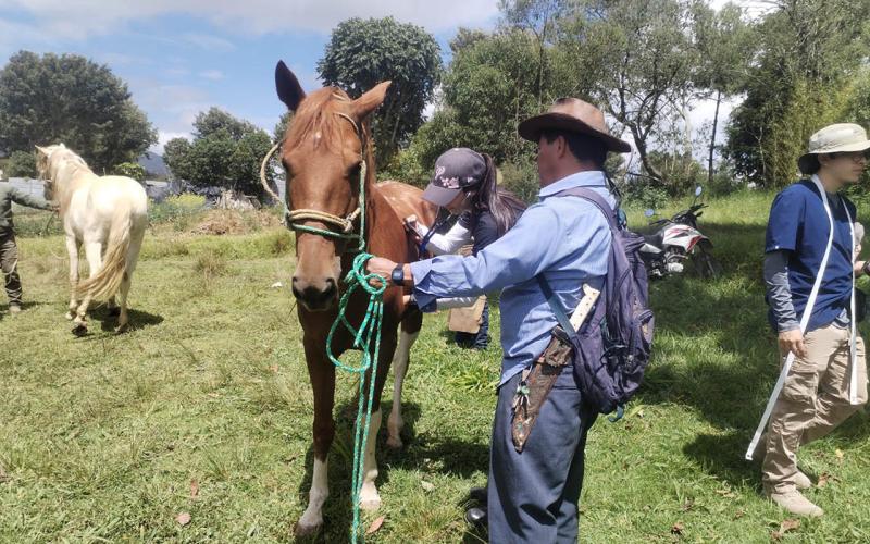 Atención técnica beneficia a caballos de trabajo en Sacatepéquez