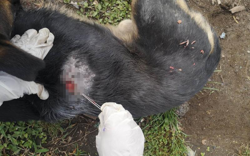 Atienden perros afectados por el Gusano Barrenador en tres comunidades