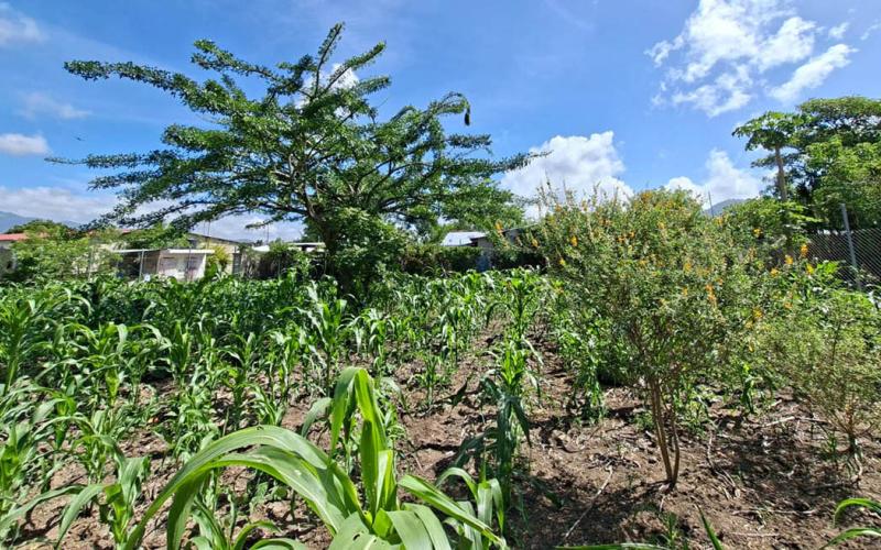 Calor y lluvia marcan las condiciones agrometeorológicas para esta semana