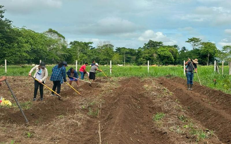 Comunidad de Nuevo León diversifica su producción de hortalizas