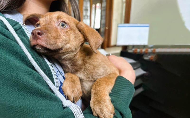 Cuide a su mascota de la actividad del volcán de Fuego