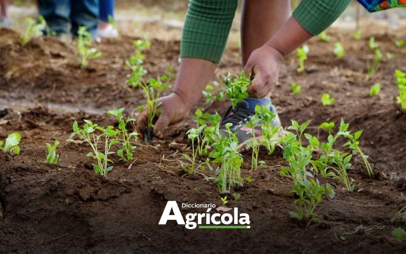 Diccionario Agrícola: Rotación de Cultivos