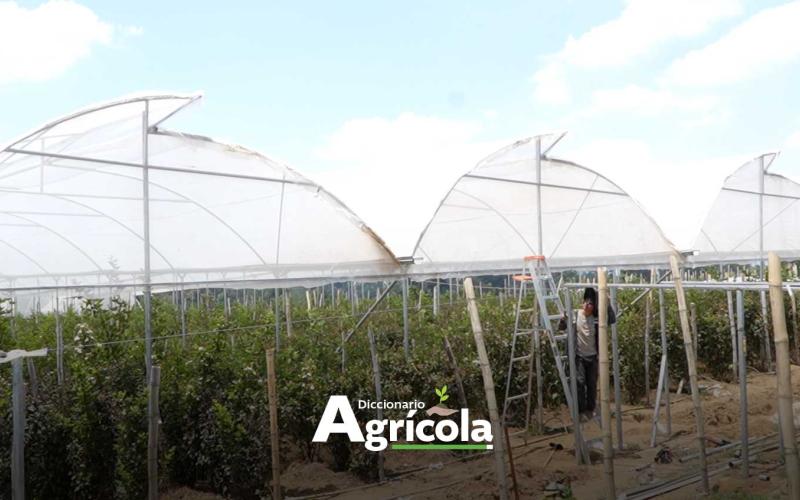 Diccionario Agrícola: Invernadero