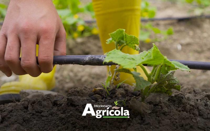 Diccionario Agrícola: Riego por goteo