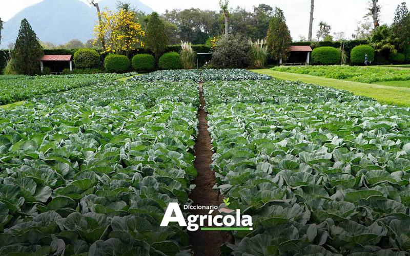 Diccionario Agrícola: Hortaliza de hoja