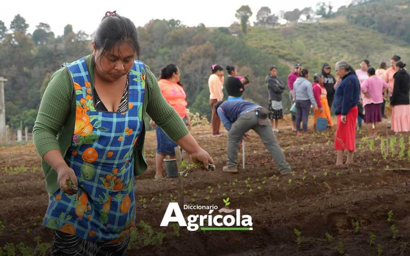 Diccionario Agrícola: Prácticas agrícolas
