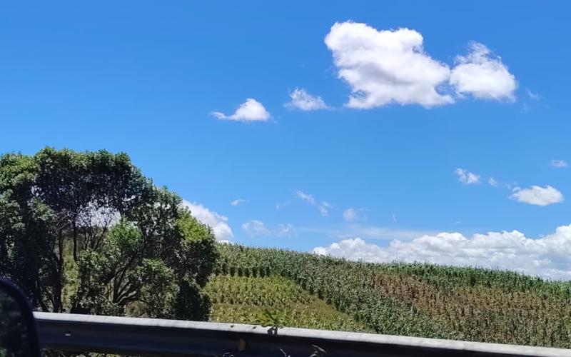El calor será intenso en los próximos días y hay que tomar precauciones con cultivos y animales