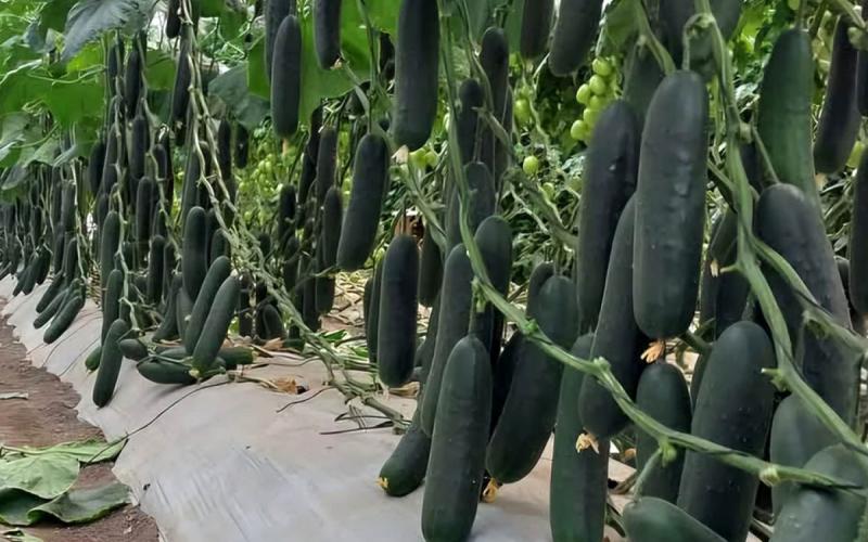 Cultive pepino en casa