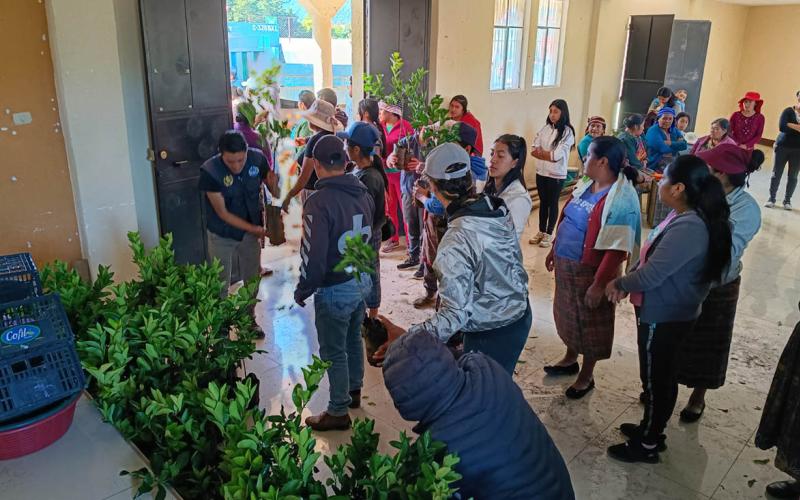 Entrega de frutales favorece la economía de comunidades agrícolas en Quetzaltenango