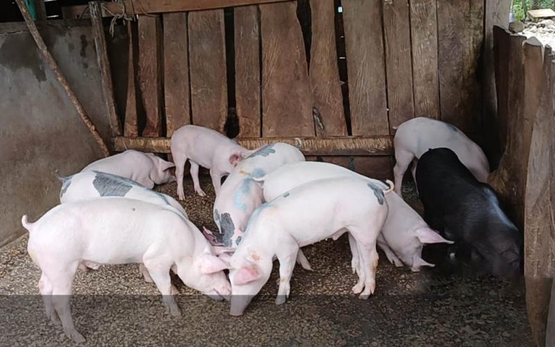 Entrega de lechones fortalece la producción porcina en Petén