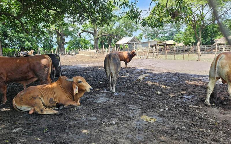 Evalúan 78 animales en prevención del Gusano Barrenador