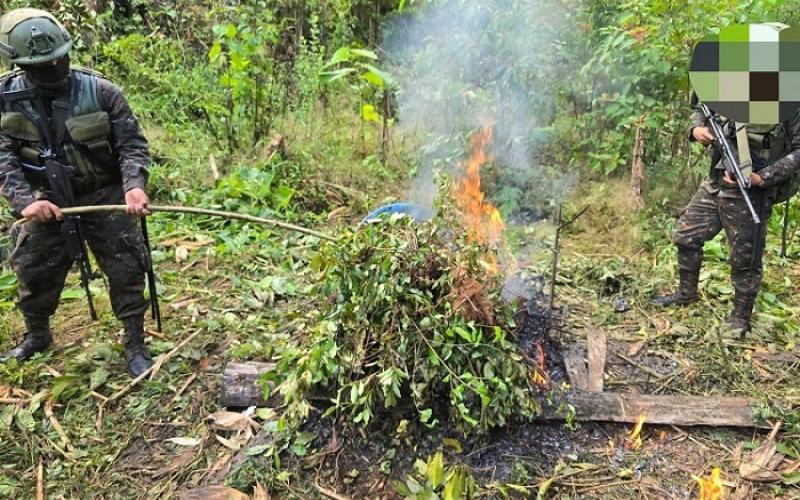 Ejército de Guatemala erradica 70 mil arbustos de hoja de coca en San Luis, Petén