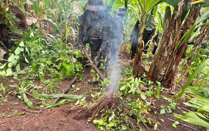 Acciones del Ejército de Guatemala permiten la localización y destrucción de cultivos ilícitos