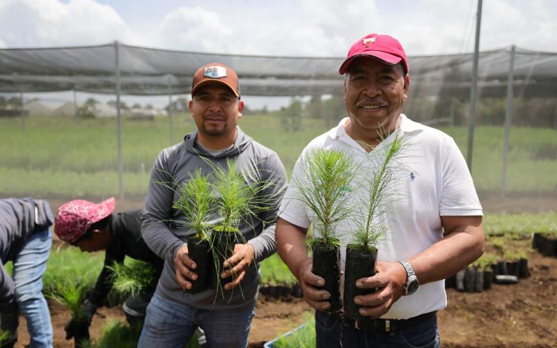 Fortalecen la protección y conservación de cuencas hidrográficas con más de 222 mil plantas forestales