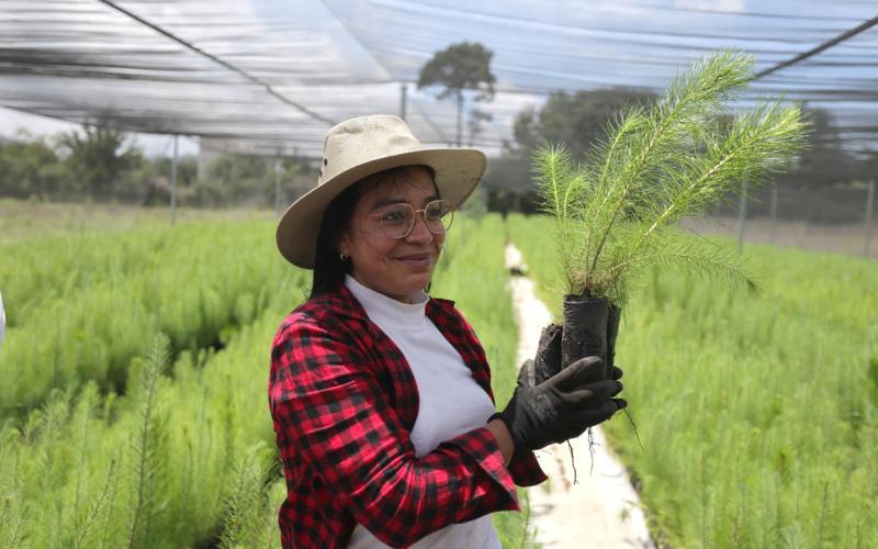 Más de 200 mil plantas para proteger nuestras cuencas
