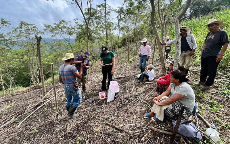 Implementan siembra de maíz con técnicas agroforestales y manejo de rastrojo
