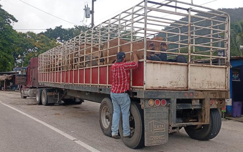 Inspecciones de ganado contribuyen a prevenir el Gusano Barrenador en Petén