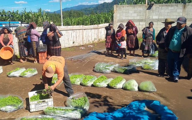 Más huertos familiares, más alimentos frescos para las familias de Sololá