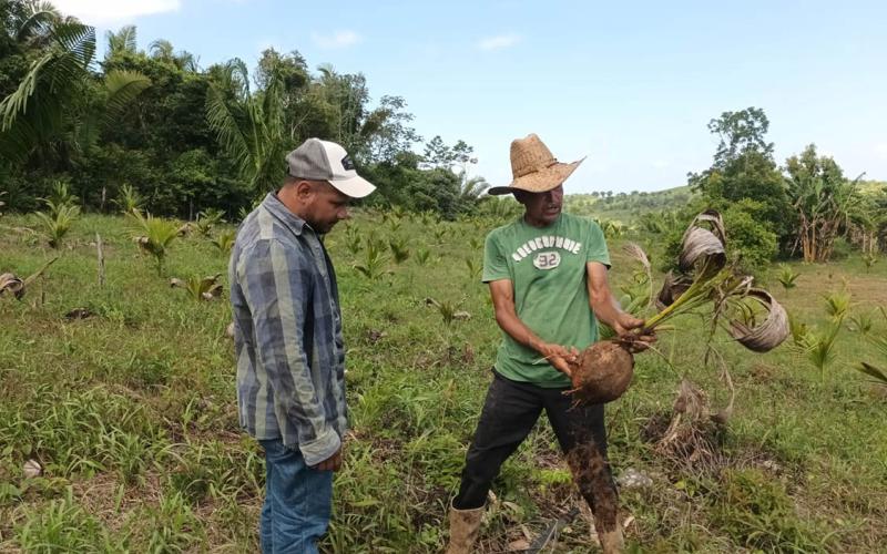 Monitorean plagas y enfermedades en plantaciones de coco y plátano