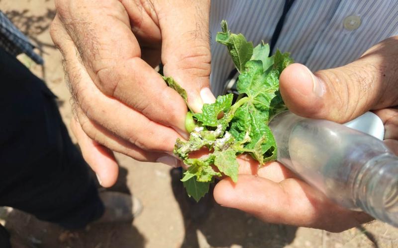 Monitoreo técnico a productores de uva mejora el rendimiento agrícola