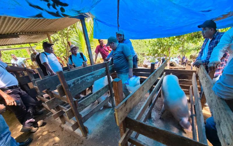 Productores de Alta Verapaz capacitados en prácticas de sanidad porcina