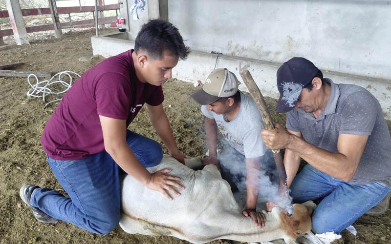 Productor de Santa Ana fortalece el manejo y bienestar de sus terneros