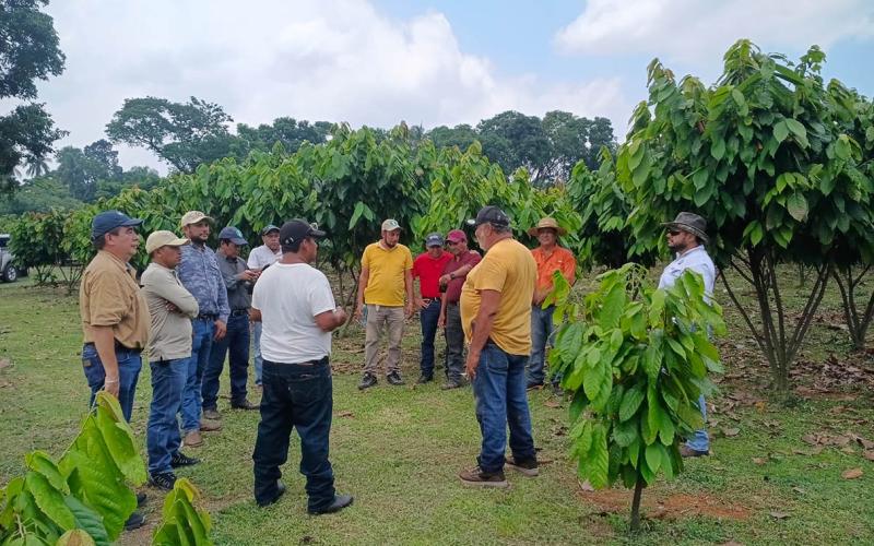 Promueven técnicas de manejo agrícola en plantaciones de cacao en Retalhuleu