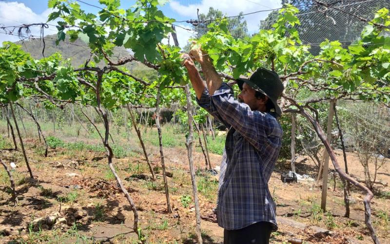 Protegen cultivos de uva con liberación de controladores biológicos