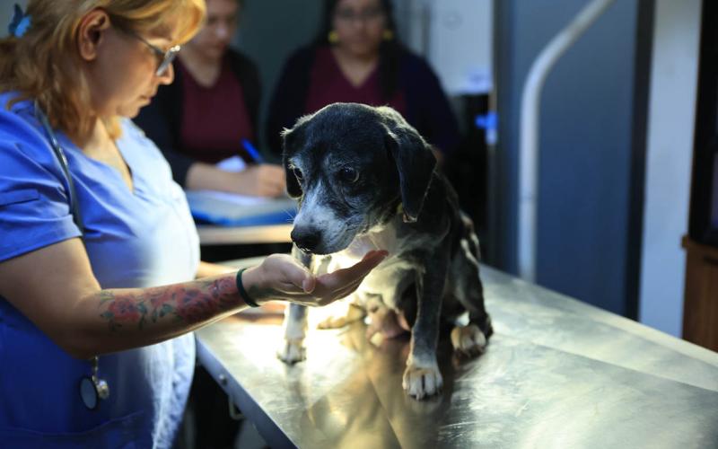 Proteger el bienestar animal es un compromiso de interés público y social