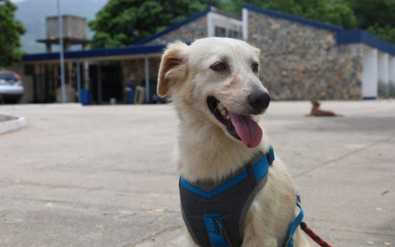 Recomendaciones para proteger a sus mascotas ante la actividad del Volcán de Fuego