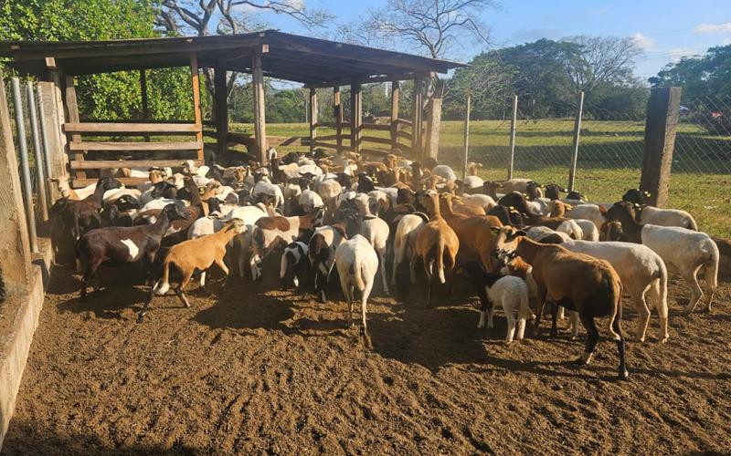 Recomiendan cuidar cultivos y ganado ante persistencia del calor y escasez de lluvia