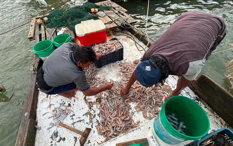 Recopilan datos de capturas de camarón en la pesca de pequeña escala